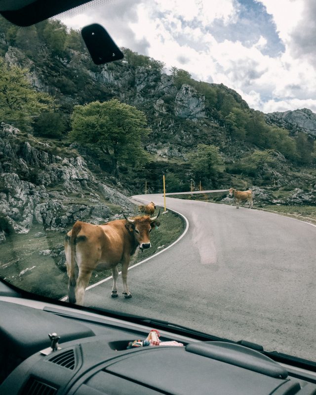 Kuh läuft über die Straße bei unserem Roadtrip Nordspanien