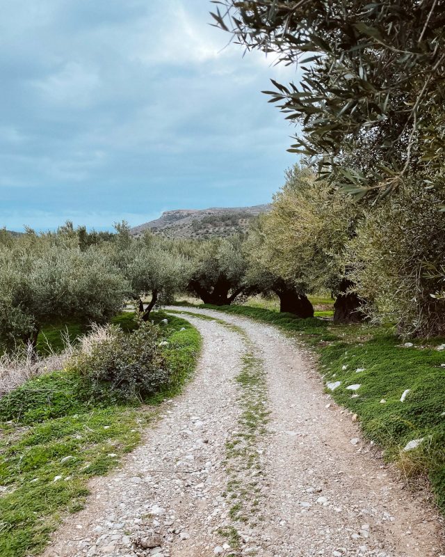 Pefki Schlucht - Weg durch Olivenhaine