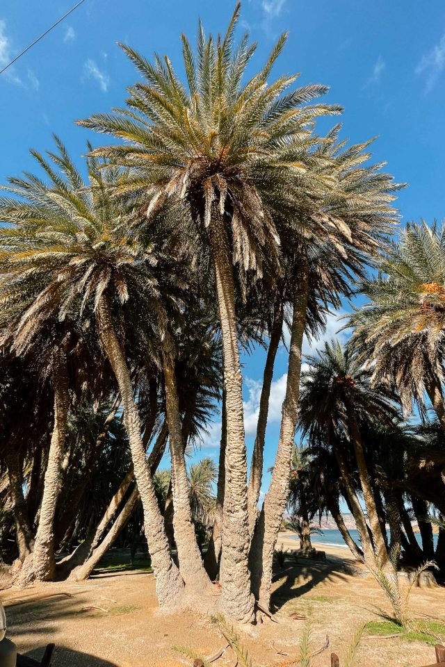 Palmen am Vai Beach - Kreta Roadtrip